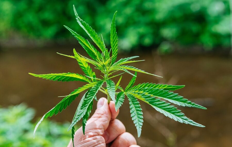 dwarf cannabis plant